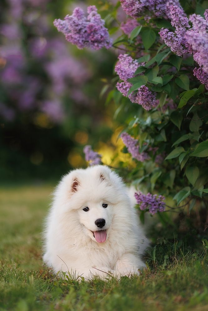 Фотография автора Тамара Дмитриева