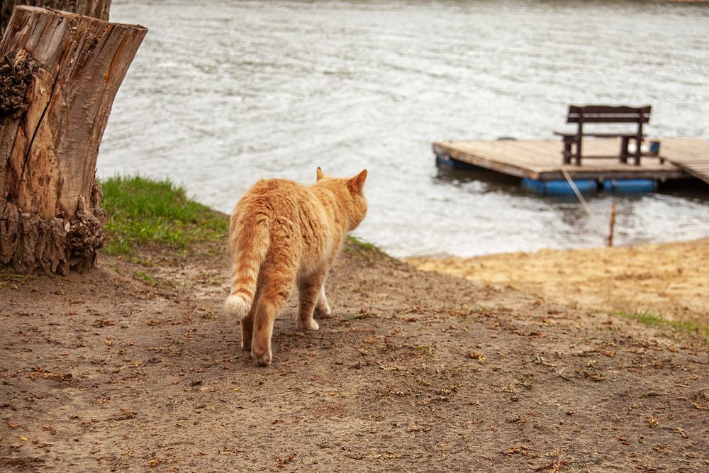 Фотография автора Валерий Елистратов