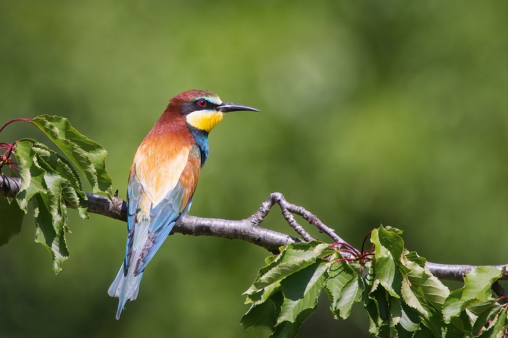 Photograph by Golemac Bruno