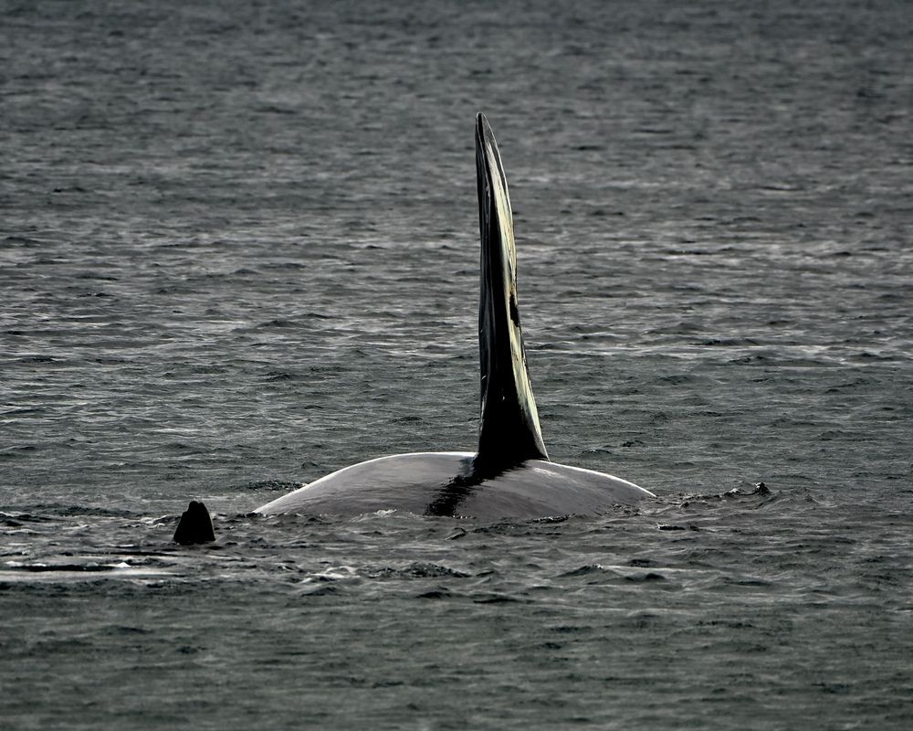 Emerging from the Deep — Puerto Madryn, Patagonia Argentina