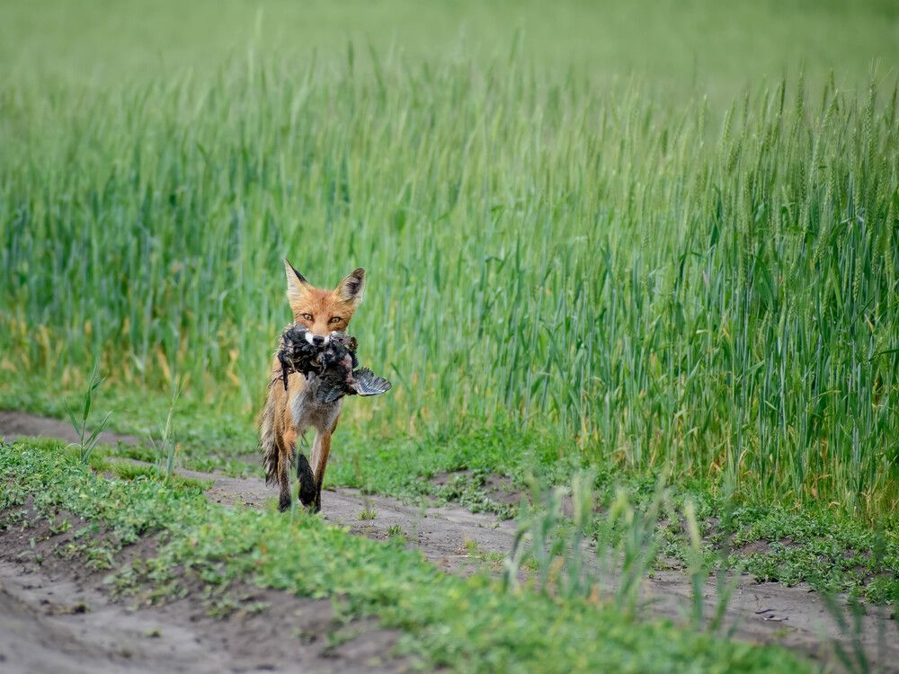 Photograph by Евгений Переведенцев