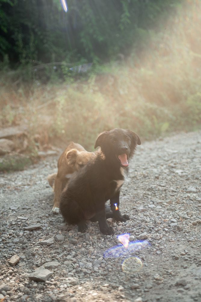 Дети Солнца