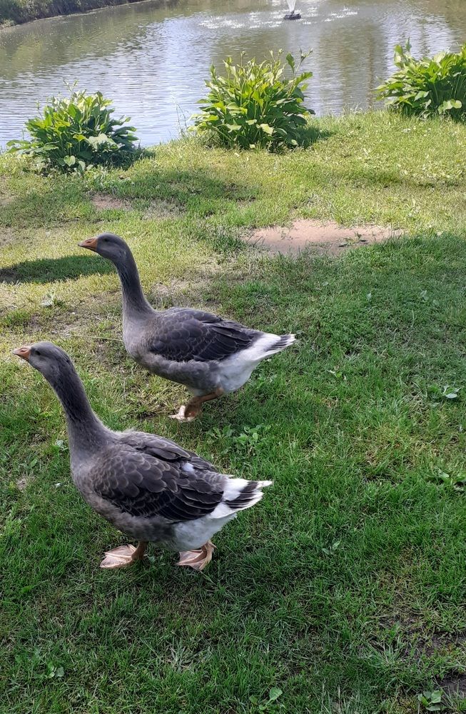 Photograph by Елена Лещева