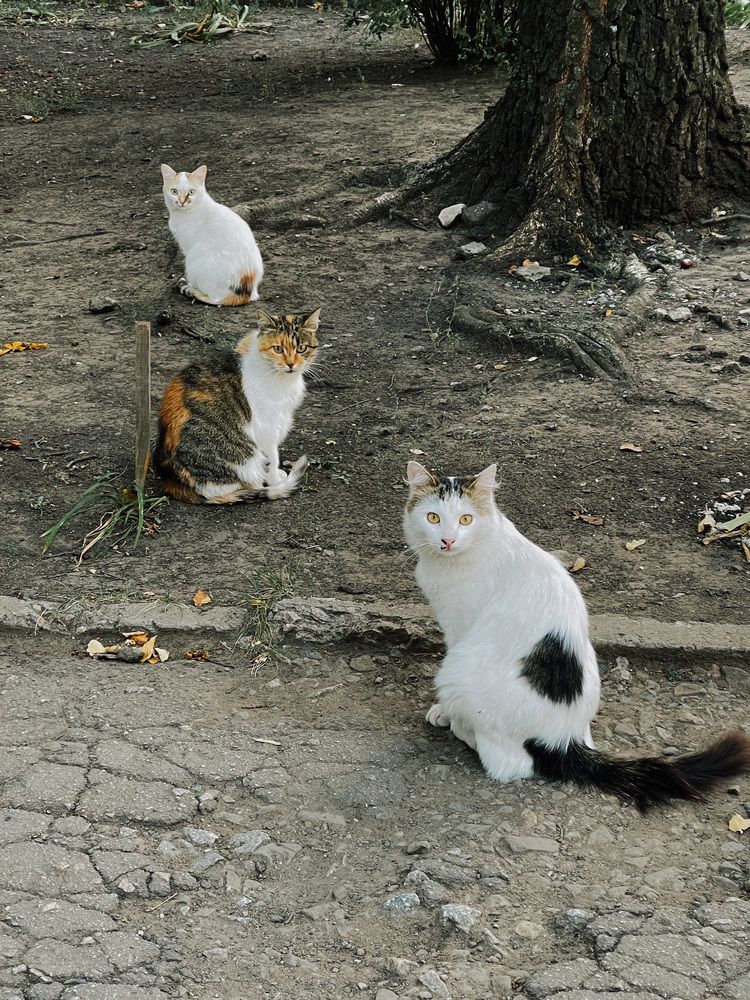 Photograph by Олена Уманцева