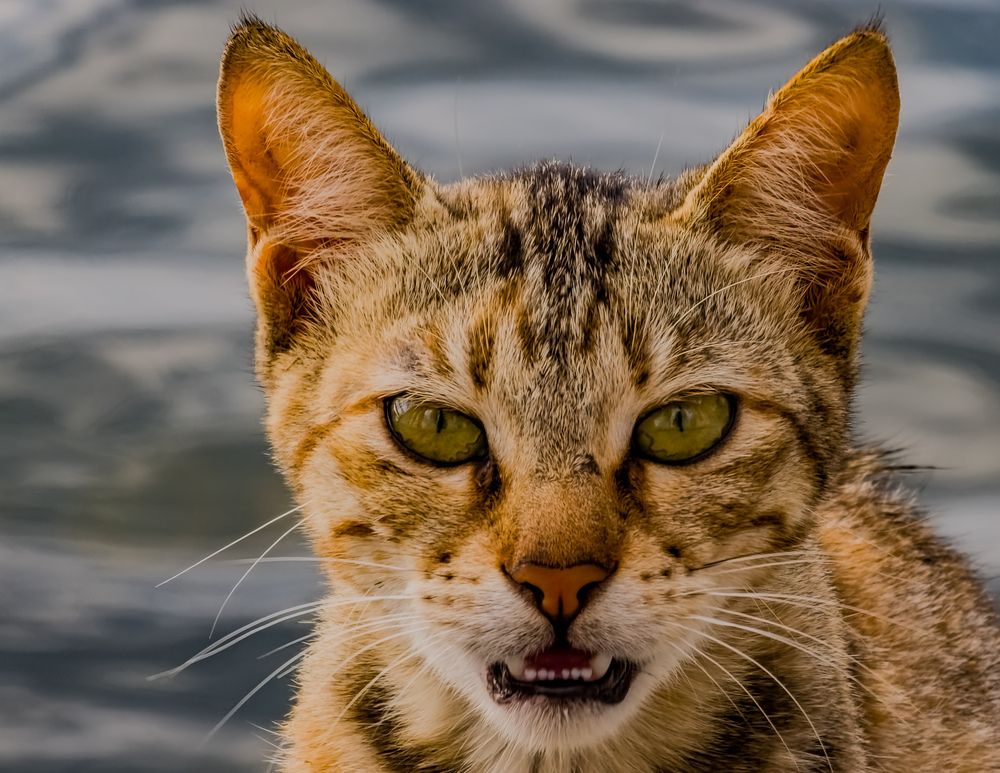 Фотография автора Ahmed Diab