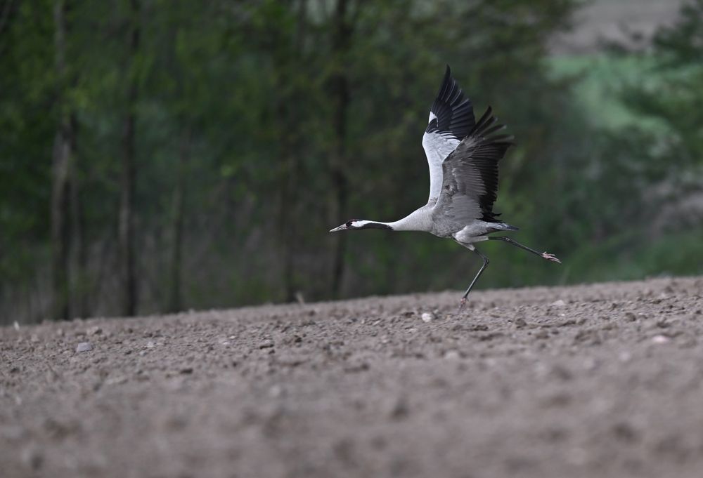 Let\'s fly