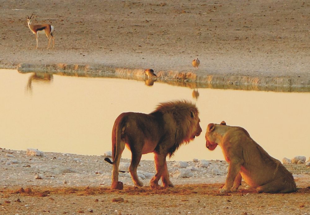 tengo antojo de gacela, cari