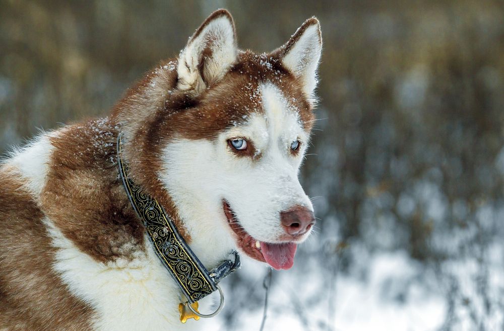 Фотография автора Dmitriy Frost