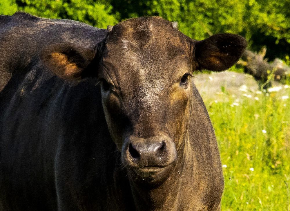 Photograph by Михаил Еремеев