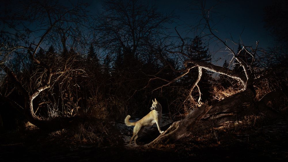 Photograph by Chantal Levesque