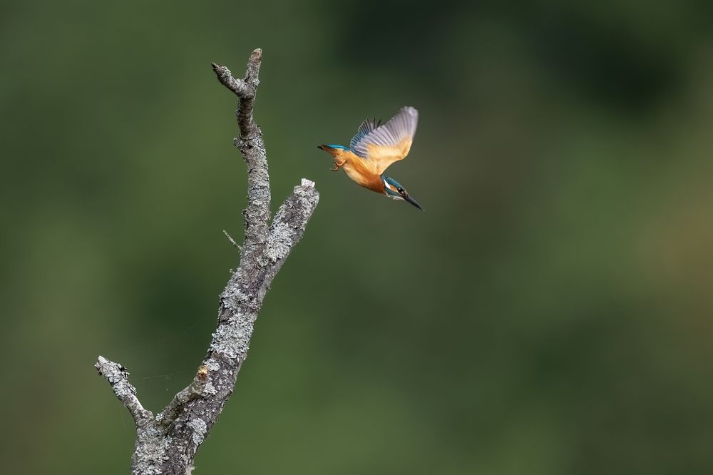 Diving flight