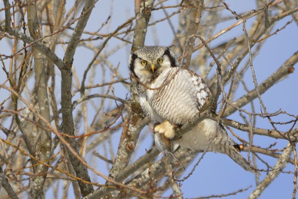 Photograph by Галина Катанова