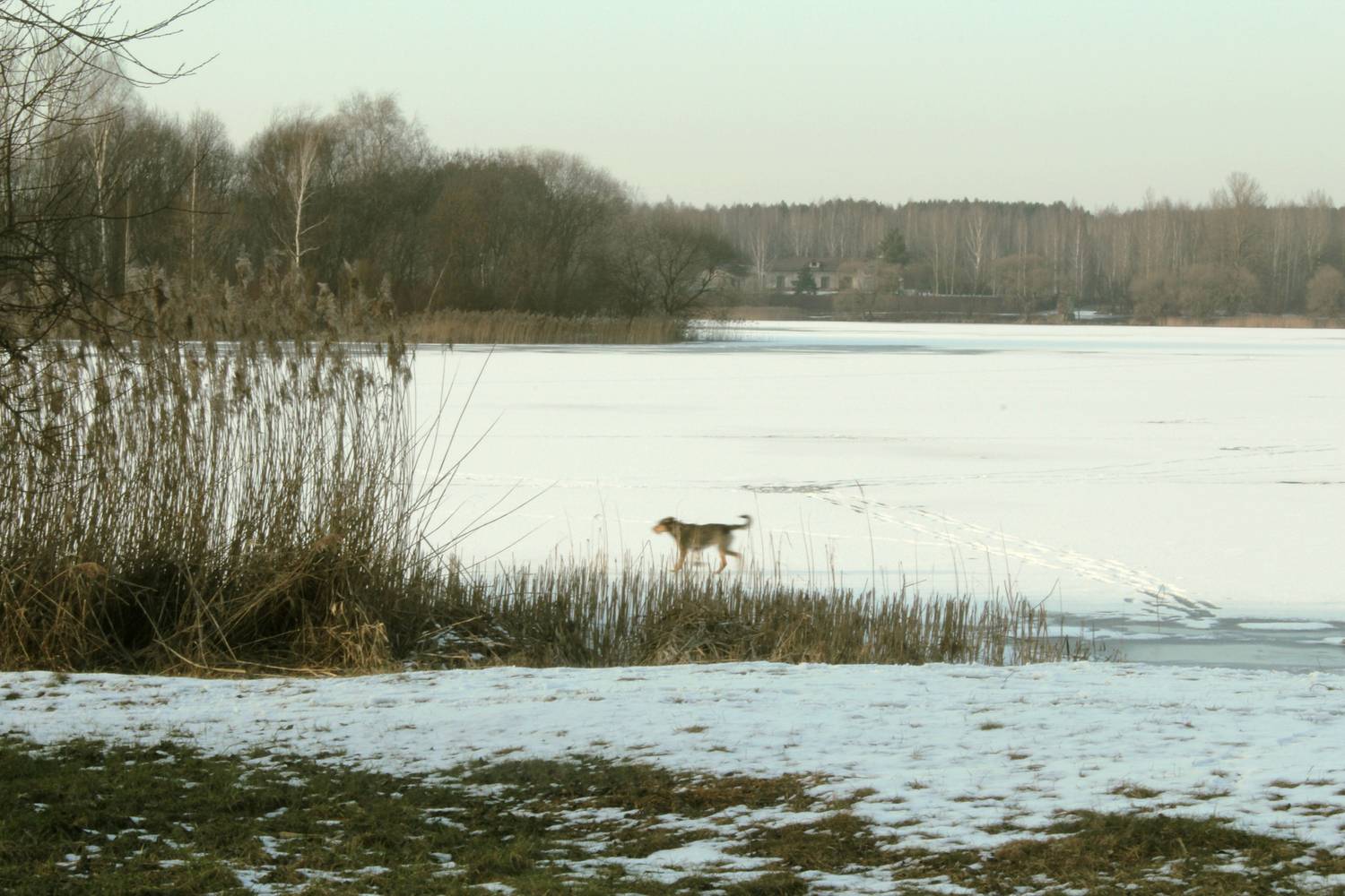Photo #12794853