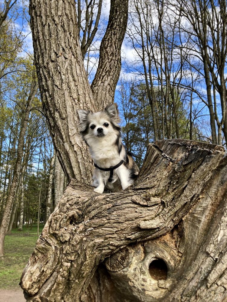 Прогулки по весне