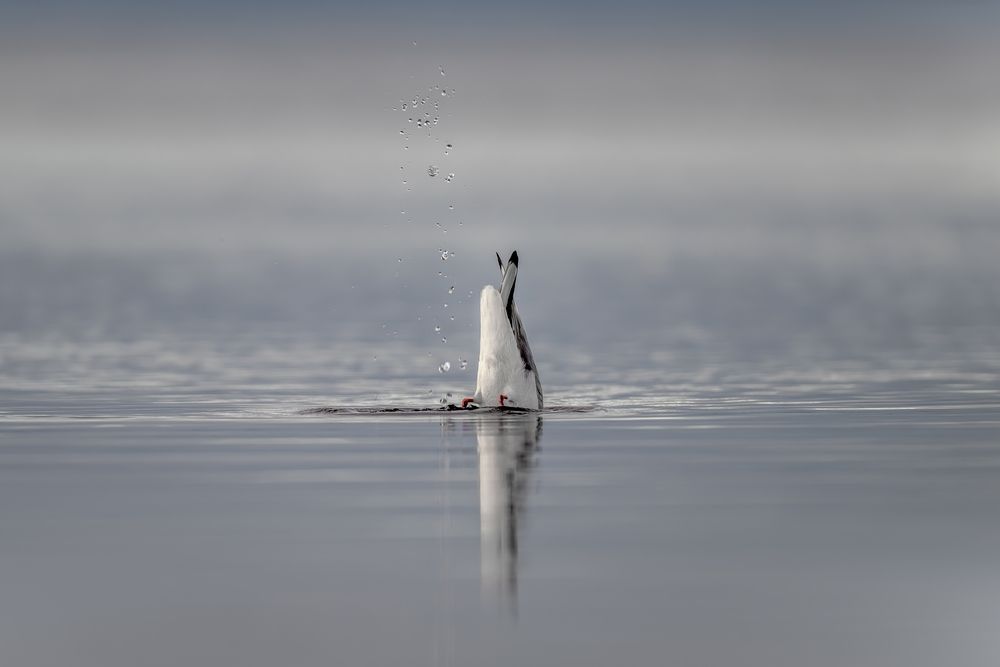 Diving