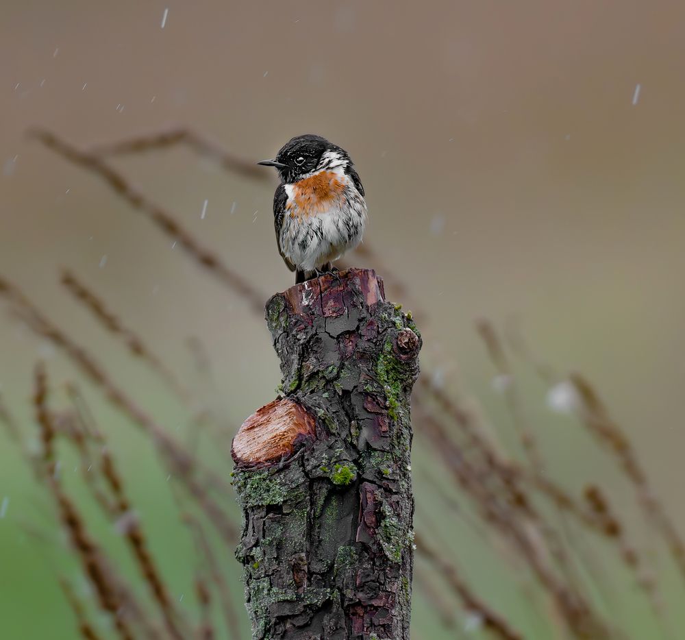 Autumn rain