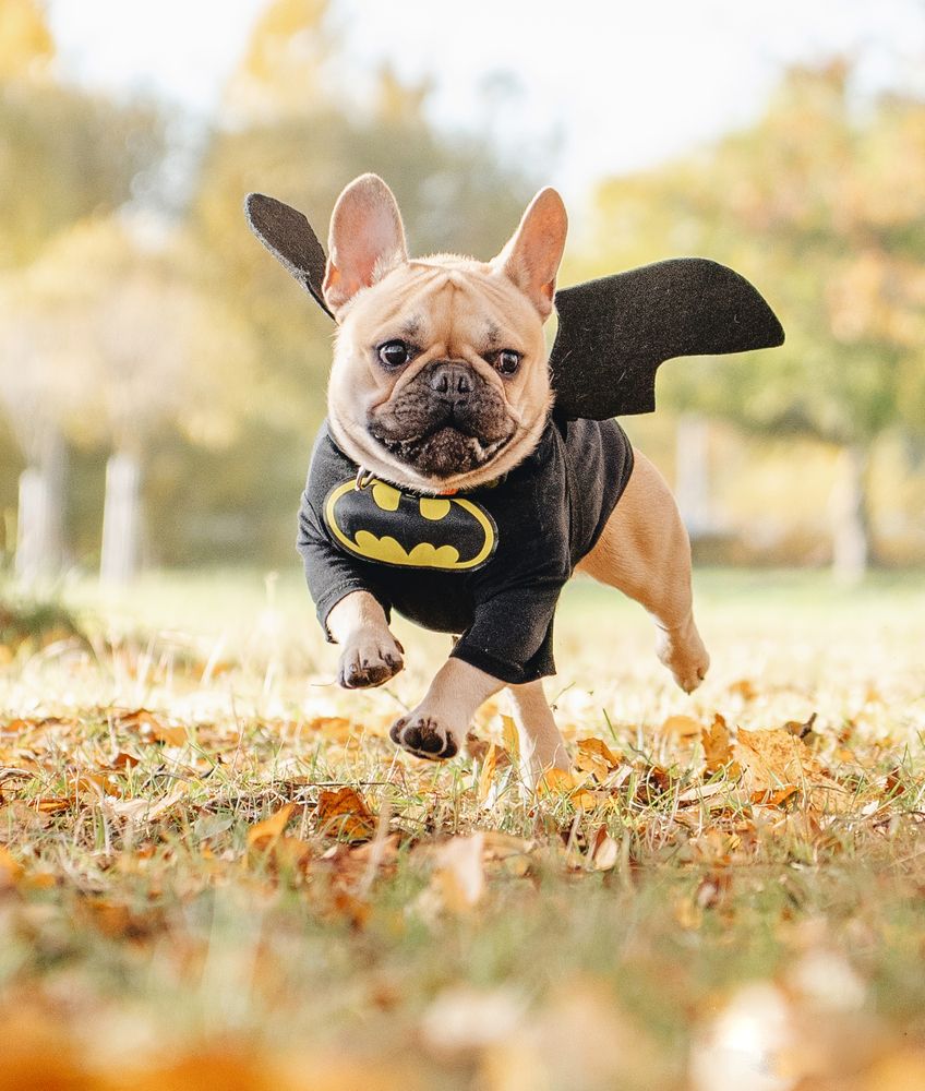 Французский Бетмен в парке.