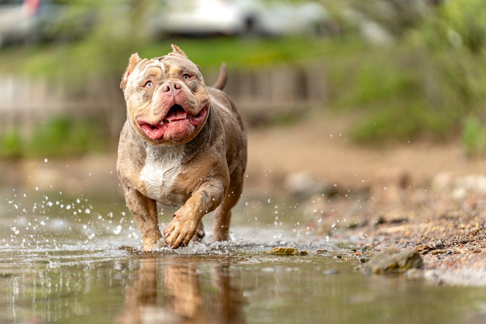 Купание в жаркий день.