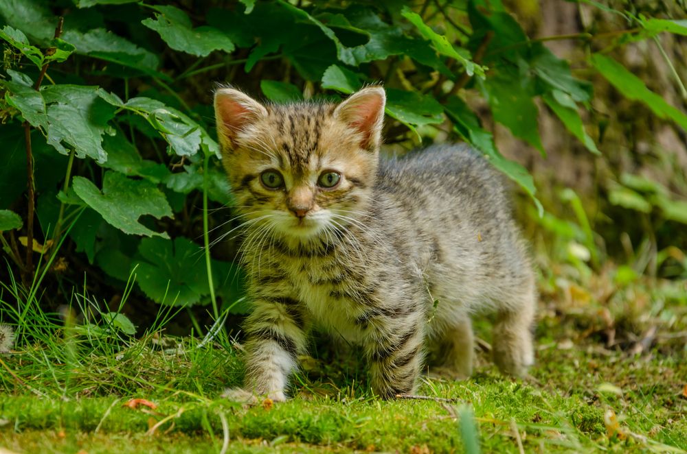 Тишка в джунглях парка