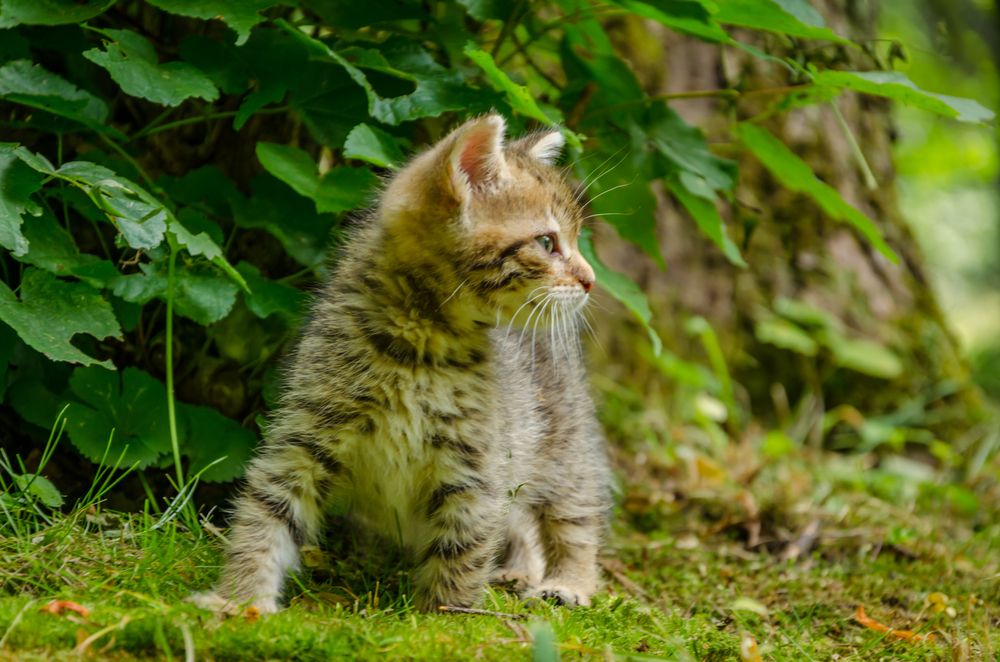 Тишка -тигр