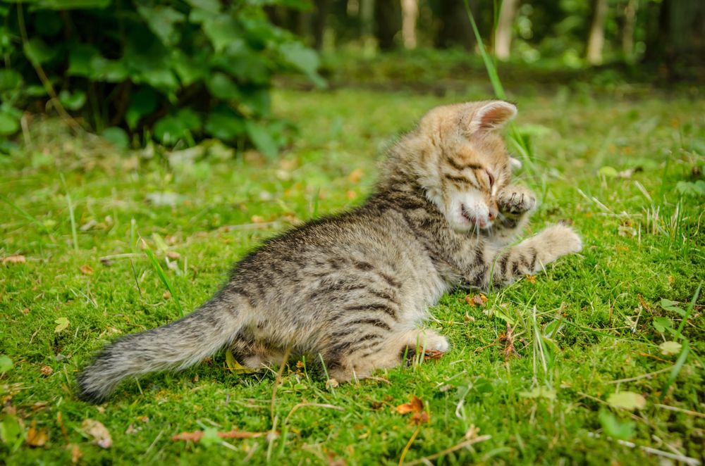 В джунглях парка