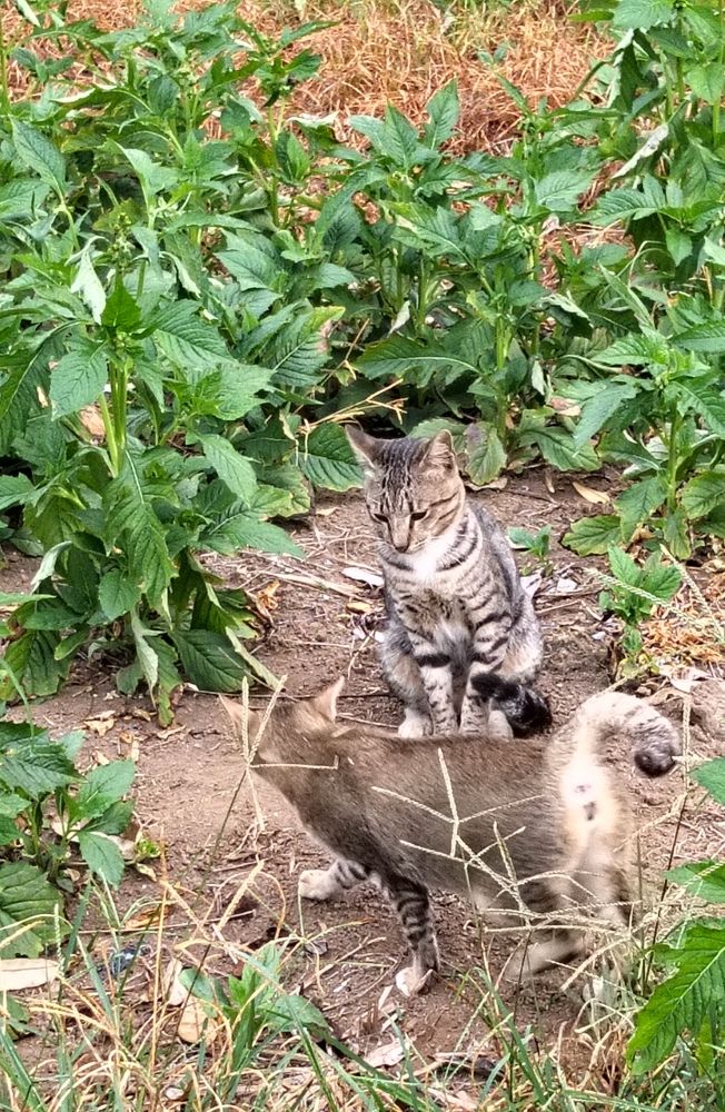 Photograph by Adal -