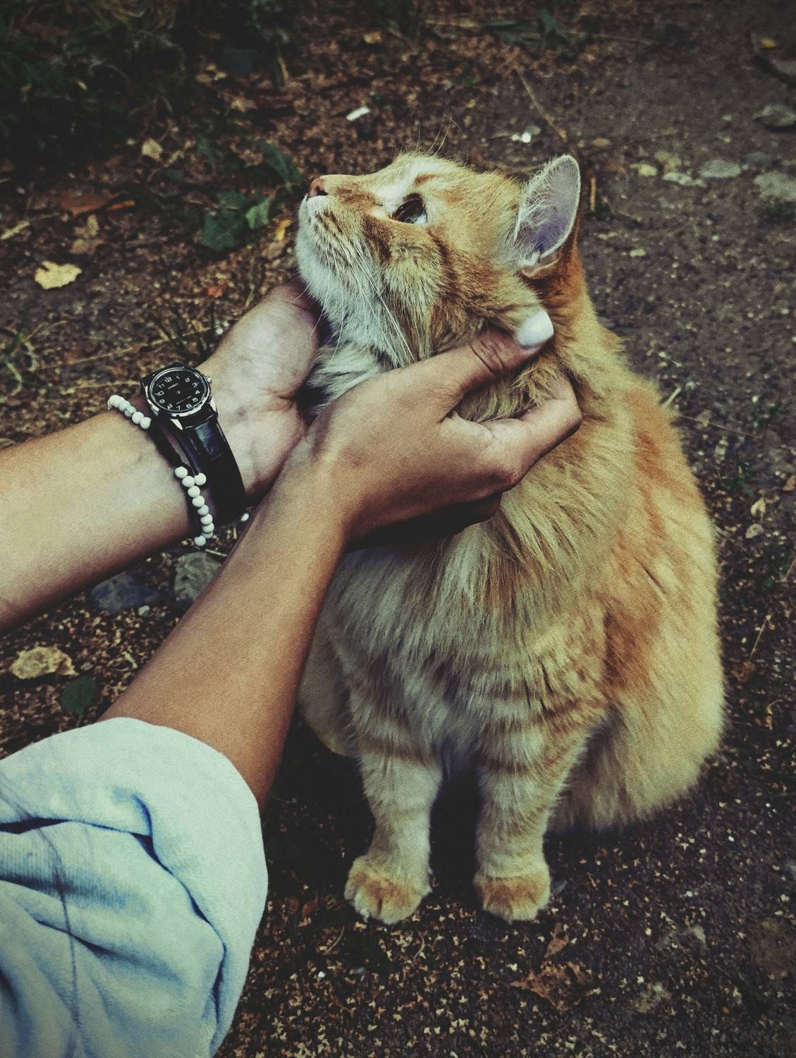 Photo #12795066