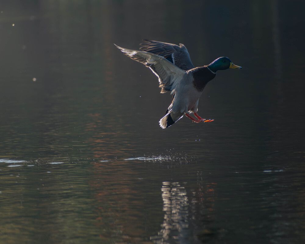 Photograph by Djordjevic Milan