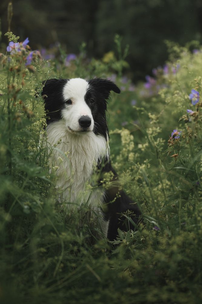 Фотография автора Алена Ковалёва