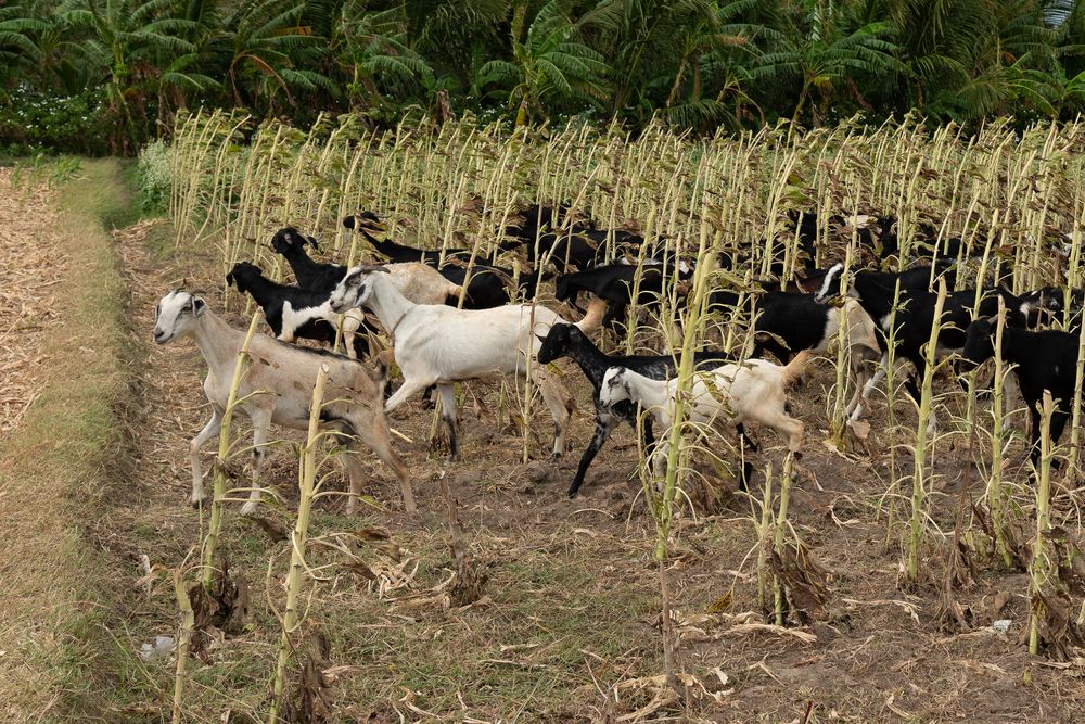 Photograph by Latheef M A