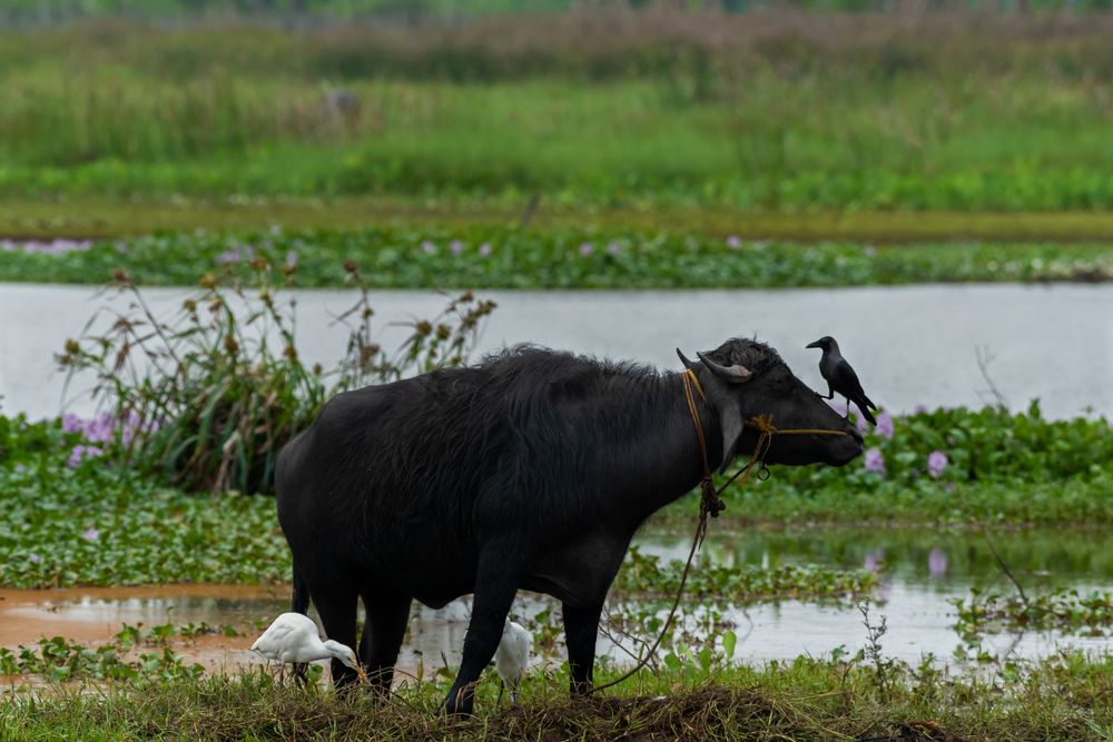 Photograph by Latheef M A