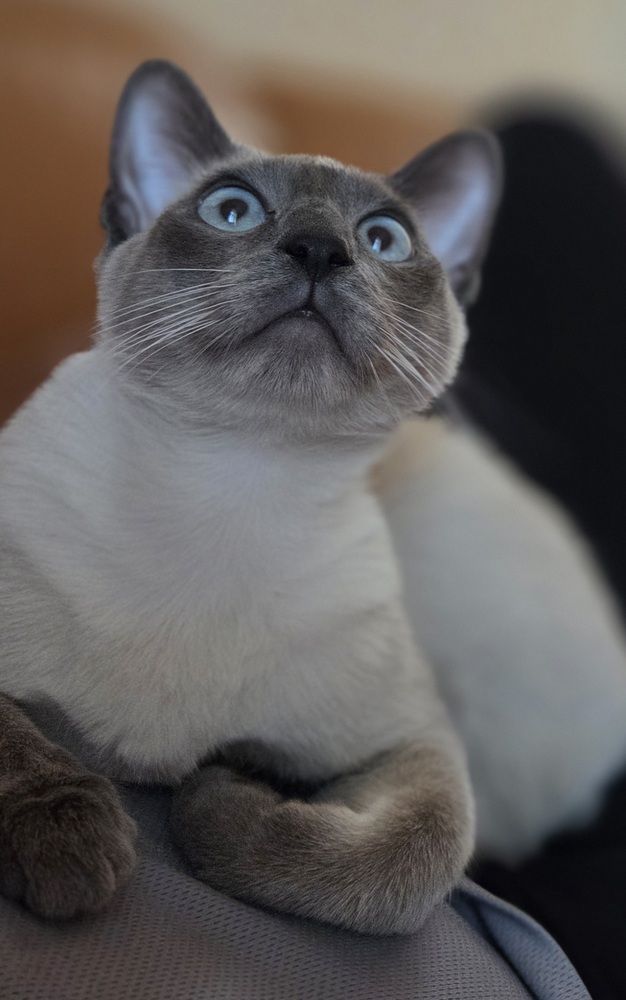 My cat Mars
