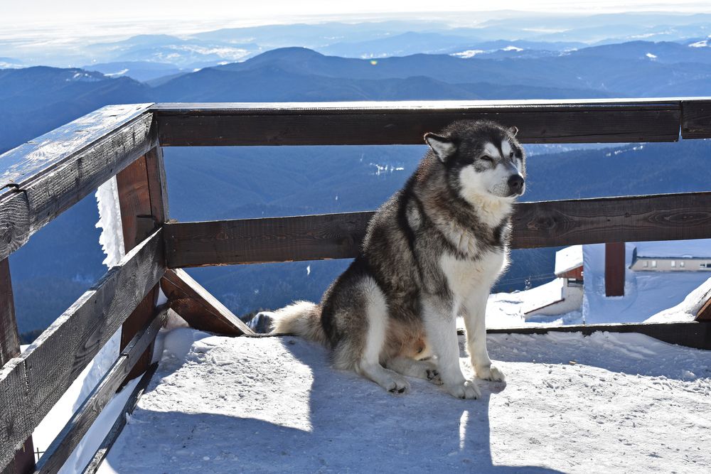 Аляскинский маламут