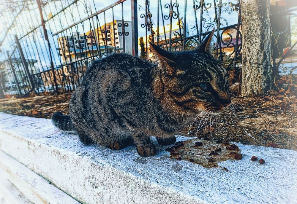 Photograph by Мирослава Сурженко