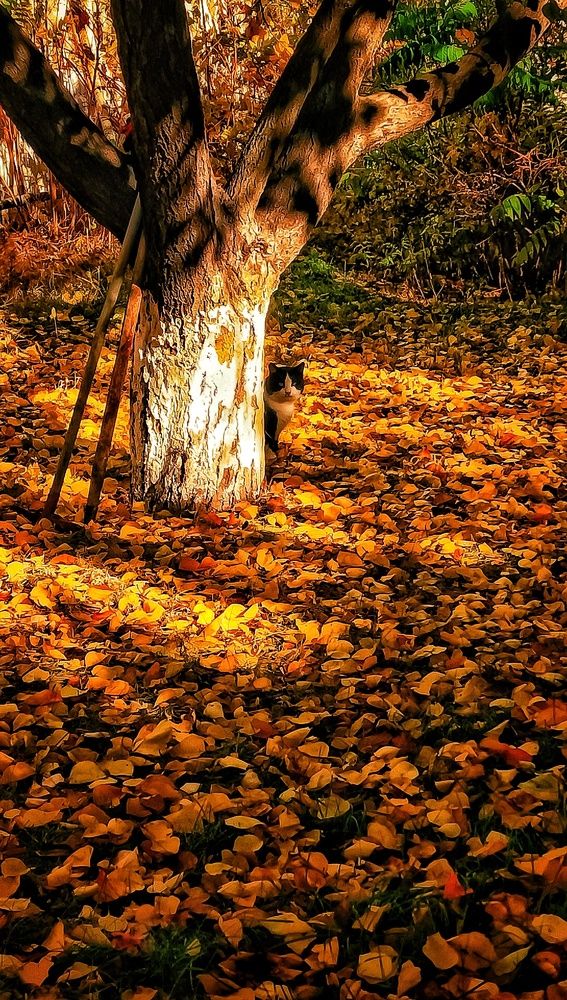 Photograph by Мирослава Сурженко