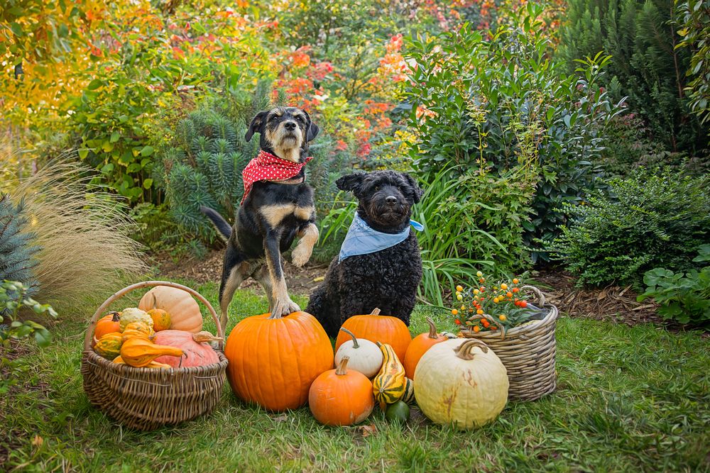 Photograph by Eva Balogh-Burian