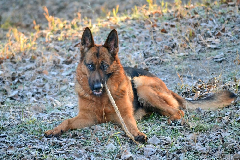 Зубочистка