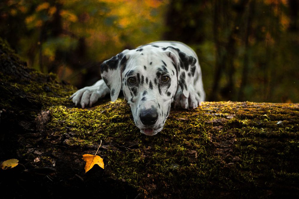 Photograph by Инна Выдря