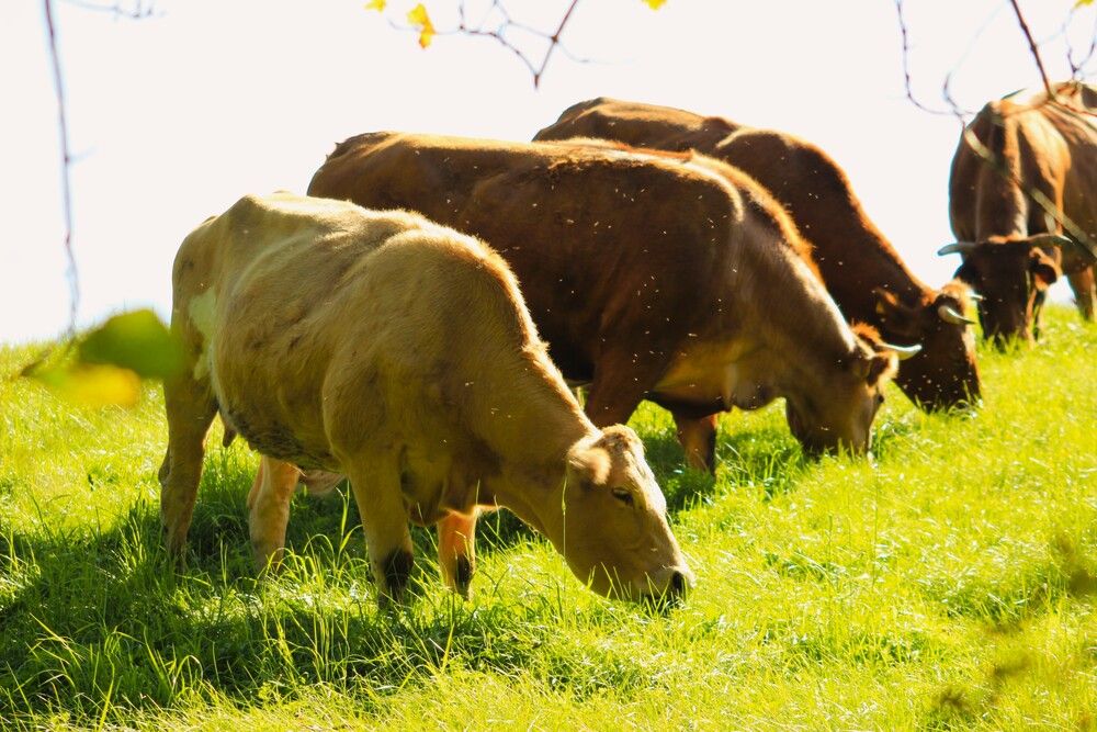 Photograph by Maciej Morgiel