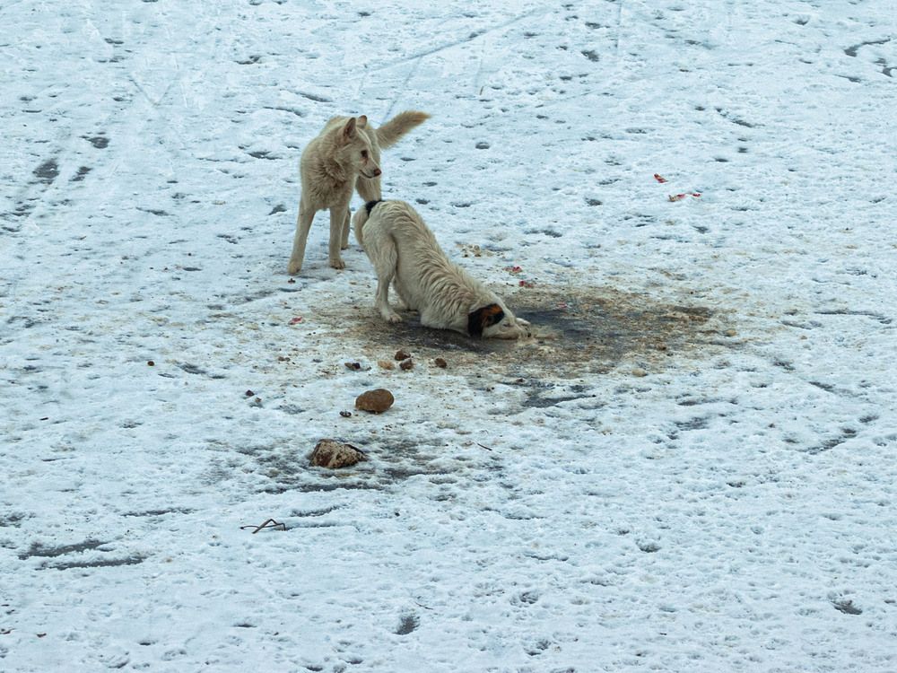 Photograph by Vladimir  Komarov