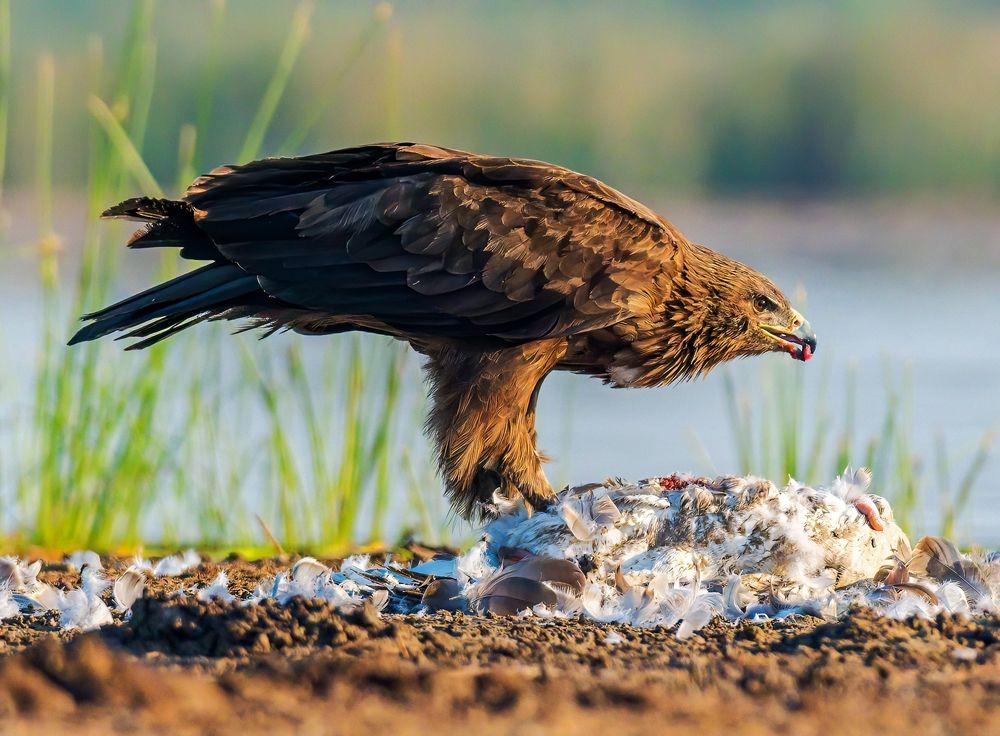 Photograph by Ashit Gandhi