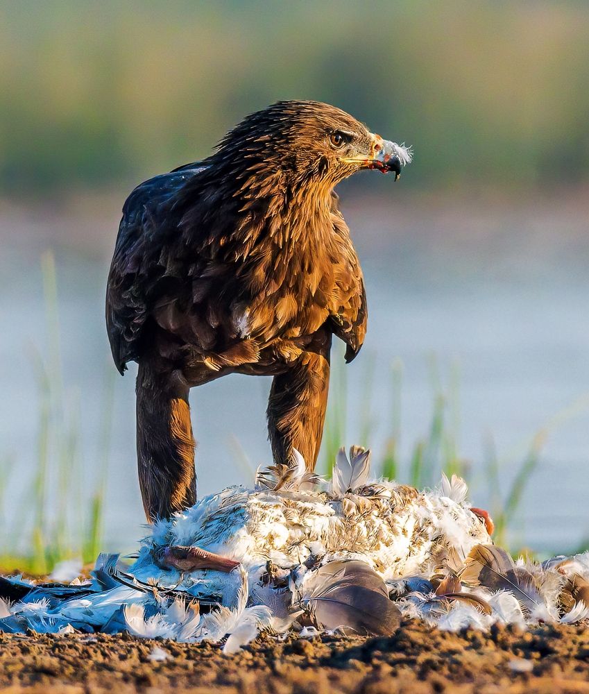 Photograph by Ashit Gandhi