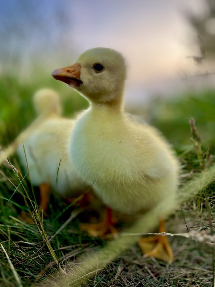 Photograph by Марина Козлова