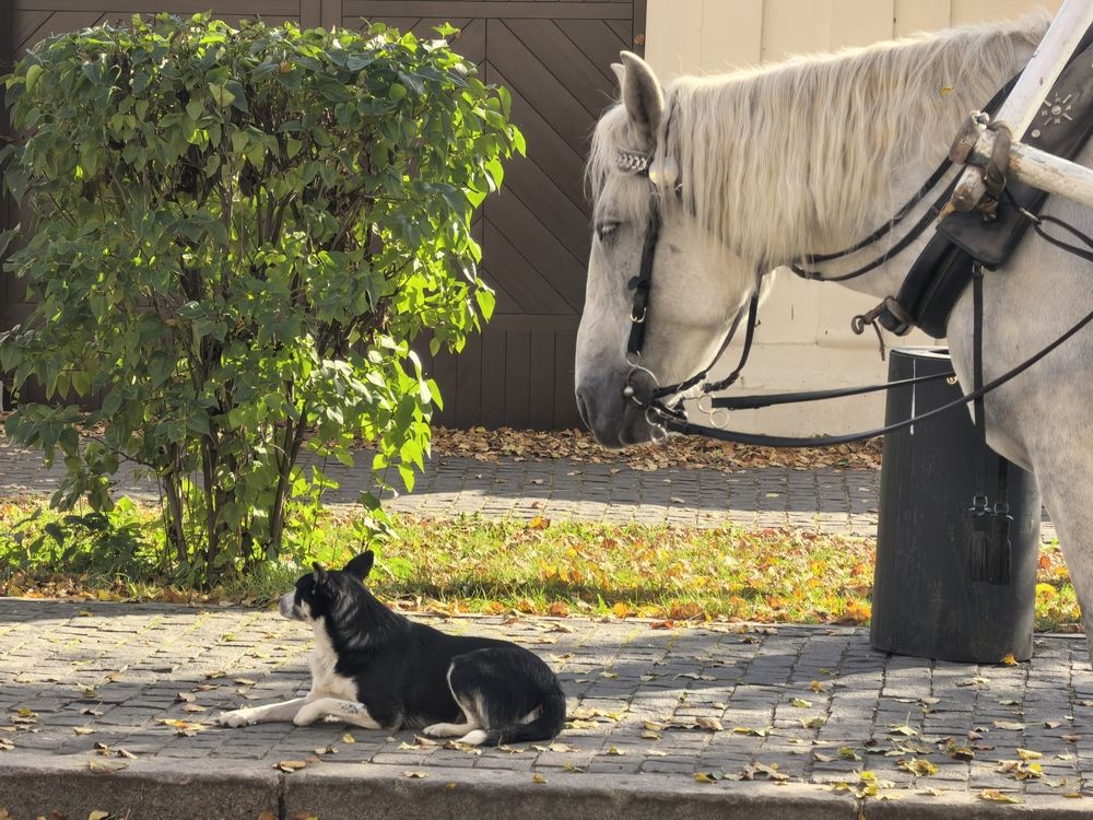 Фотография автора Елена