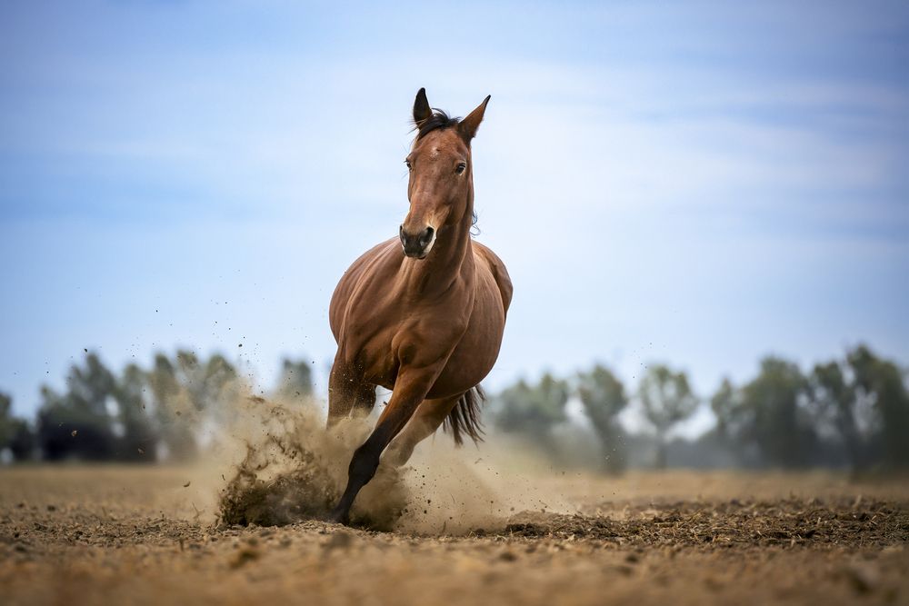 Photograph by Alessandro Grandoni