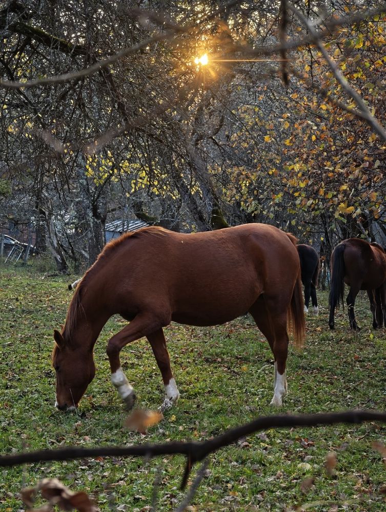 Photograph by Юлия Петренко