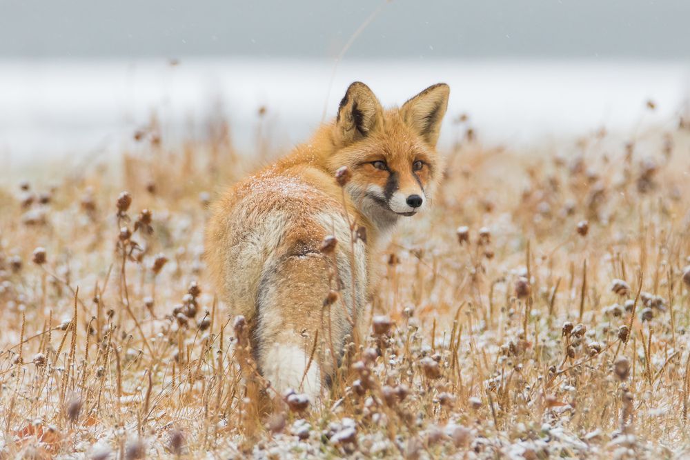 Фотография автора Суслов Дмитрий