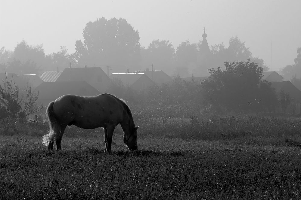 Photograph by Николай Протасеня