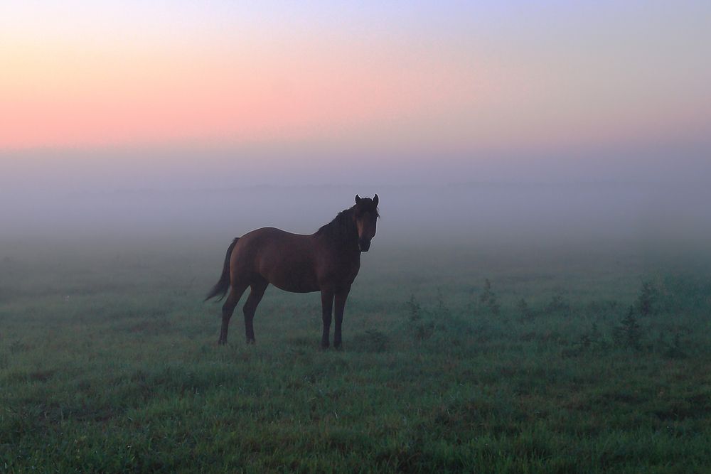 Photograph by Николай Протасеня