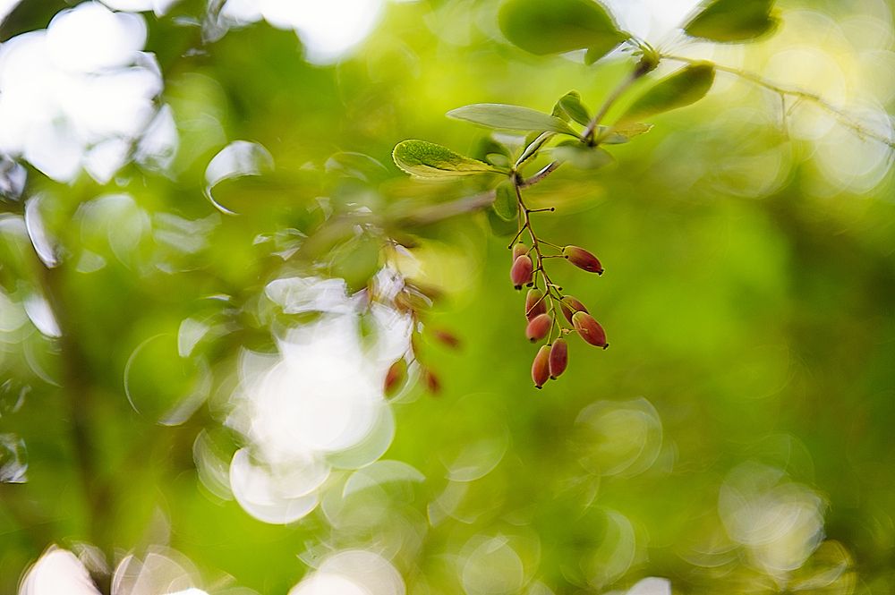 Photograph by Ирина